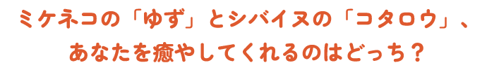 ミケネコの「ゆず」とシバイヌの「コタロウ」、あなたを癒やしてくれるのはどっち？