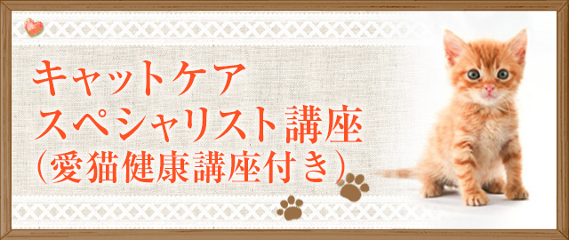 キャットケアスペシャリスト講座(愛猫健康講座付き)