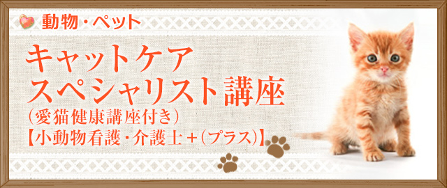 キャットケアスペシャリスト講座(愛猫健康講座付き)【小動物看護・介護士+(プラス)】