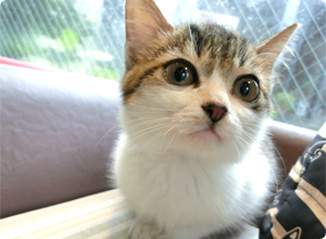 キャットケアスペシャリスト1期生 lulujuli0622さん