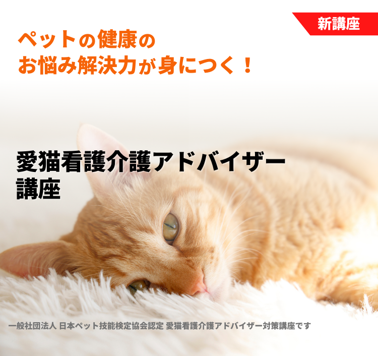 愛猫看護介護アドバイザー講座