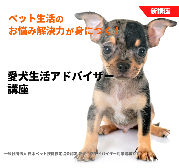 愛犬生活アドバイザー講座