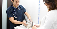 猫を専門に扱う東京猫医療センターの服部院長に愛猫の健康相談ができる！