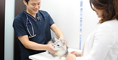 服部院長に愛猫健康相談ができる！