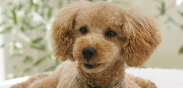 社会で愛される賢い愛犬に育てる第一歩 