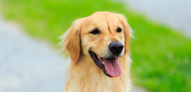 ペットビジネスの要とも言える英国式家庭犬トレーニングを基礎に、人気のアニマルセラピーとペットロスケアもマスター！