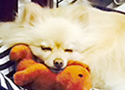 ペットロス・ハートケアカウンセラー™講座