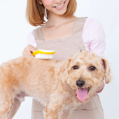 犬
