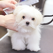 犬