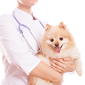 犬