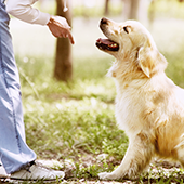 犬