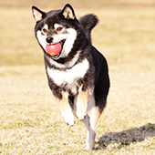 犬