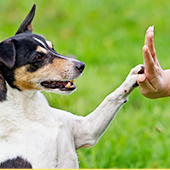 犬