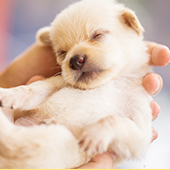犬