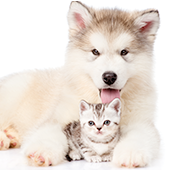 犬