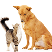 猫 犬