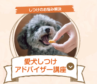 動物介護看護講座