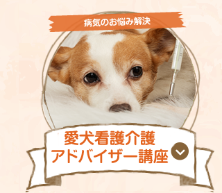 愛犬アドバイザー講座