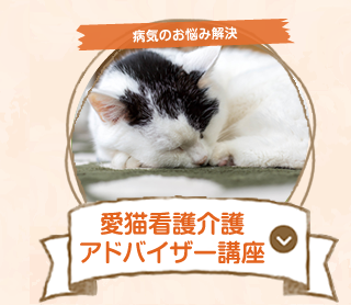 愛猫看護介護アドバイザー講座