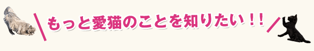 もっと愛猫のことを知りたい！！